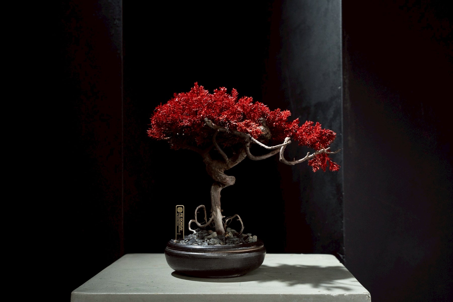 7/17 new RE BONSAI™️ HACHI（紅樺色）