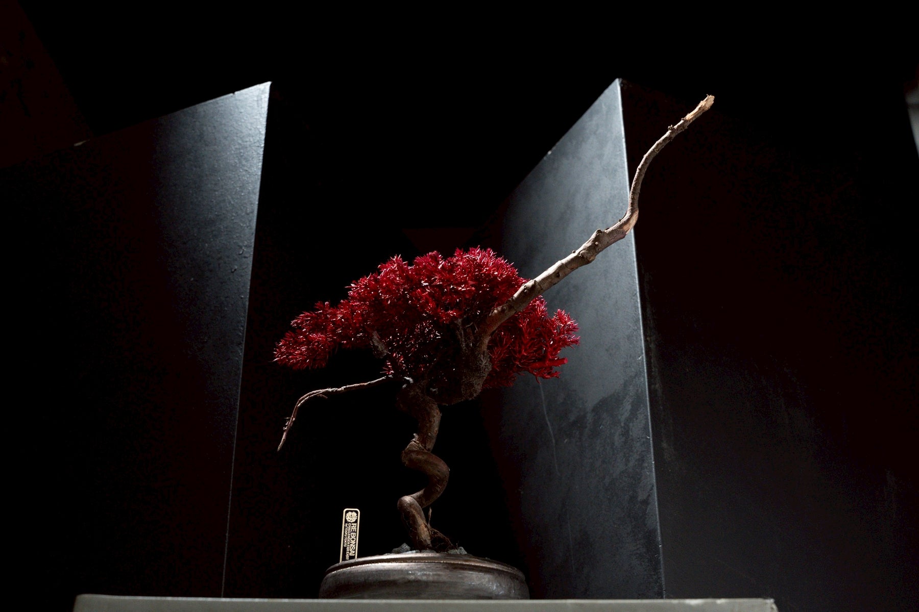 7/17 new RE BONSAI™️ HACHI（紅樺色）
