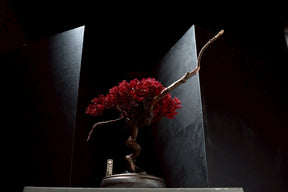 7/17 new RE BONSAI™️ HACHI（紅樺色）