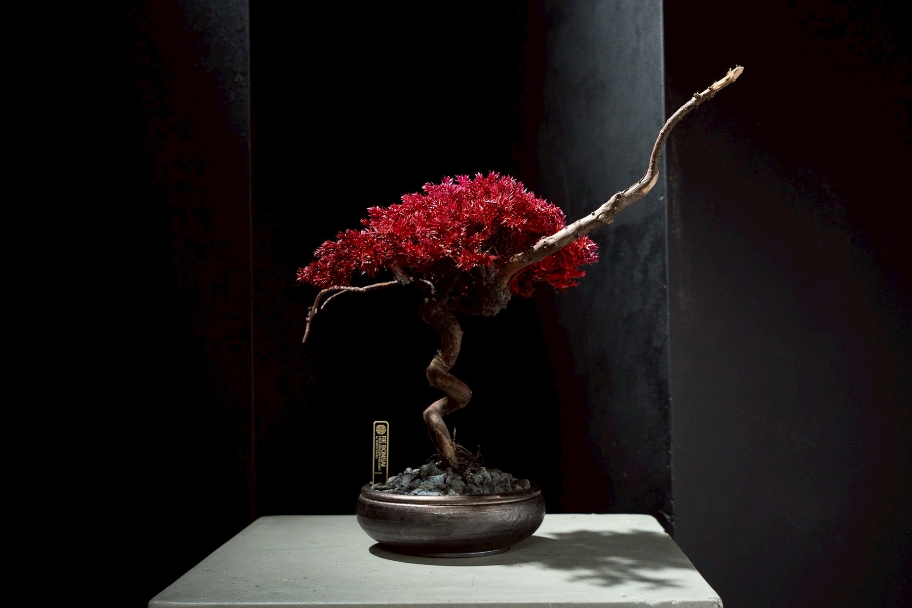 7/17 new RE BONSAI™️ HACHI（紅樺色）