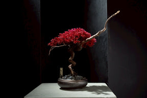 7/17 new RE BONSAI™️ HACHI（紅樺色）