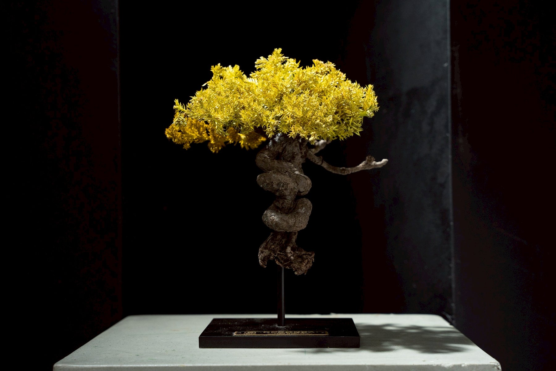 7/17 new RE BONSAI™️ STAND（黄壁色）