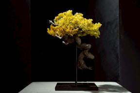 7/17 new RE BONSAI™️ STAND（黄壁色）