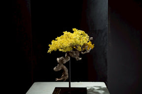 7/17 new RE BONSAI™️ STAND（黄壁色）