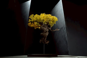 7/17 new RE BONSAI™️ STAND（黄壁色）