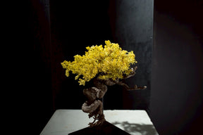 7/17 new RE BONSAI™️ STAND（黄壁色）