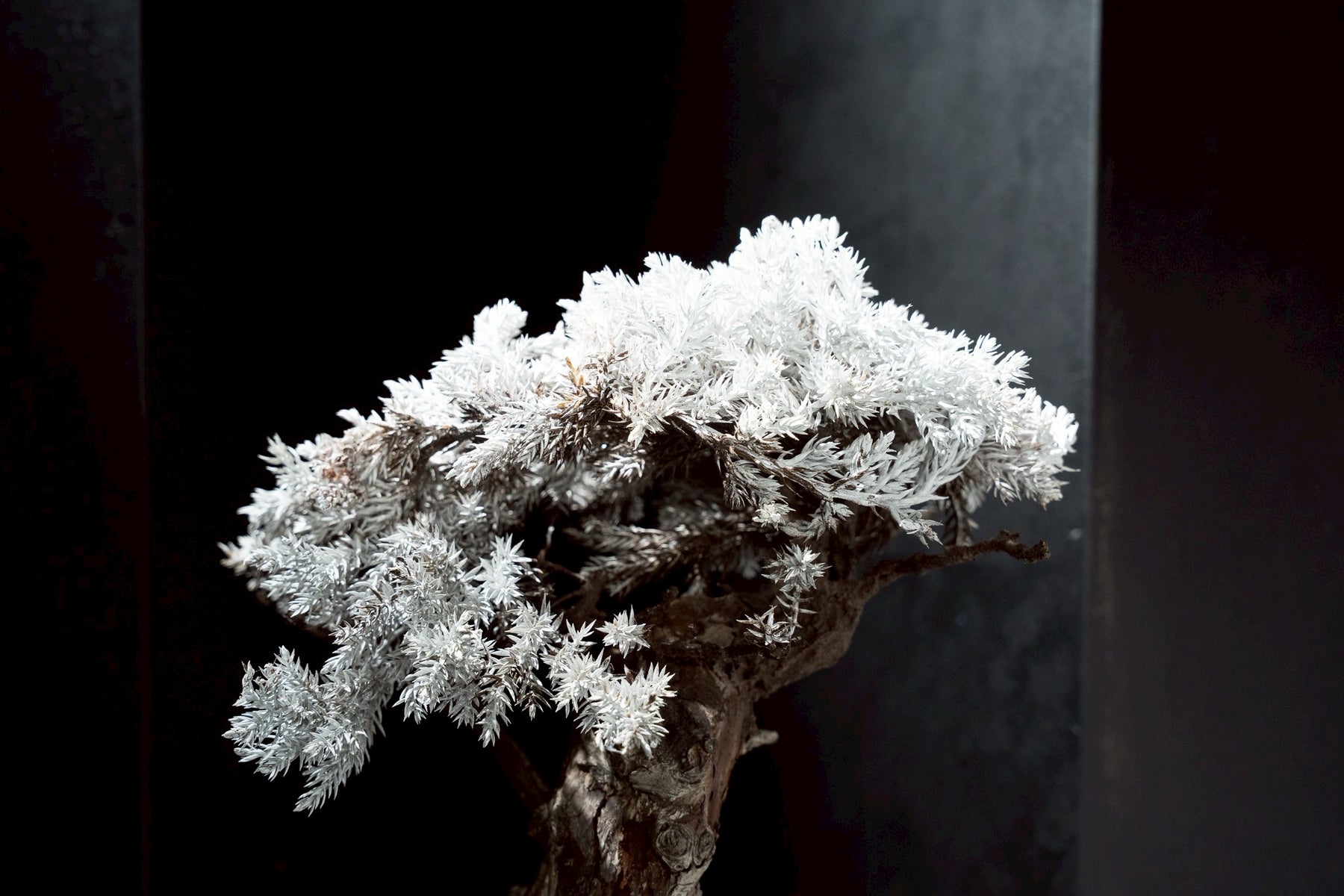 7/17 new RE BONSAI™️ STAND（白百合色）