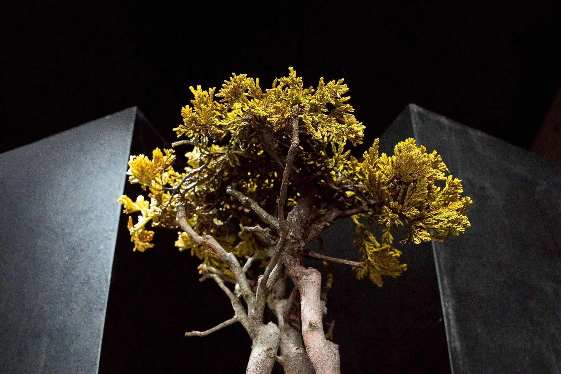 7/17 new RE BONSAI™️ HACHI（黄壁色）