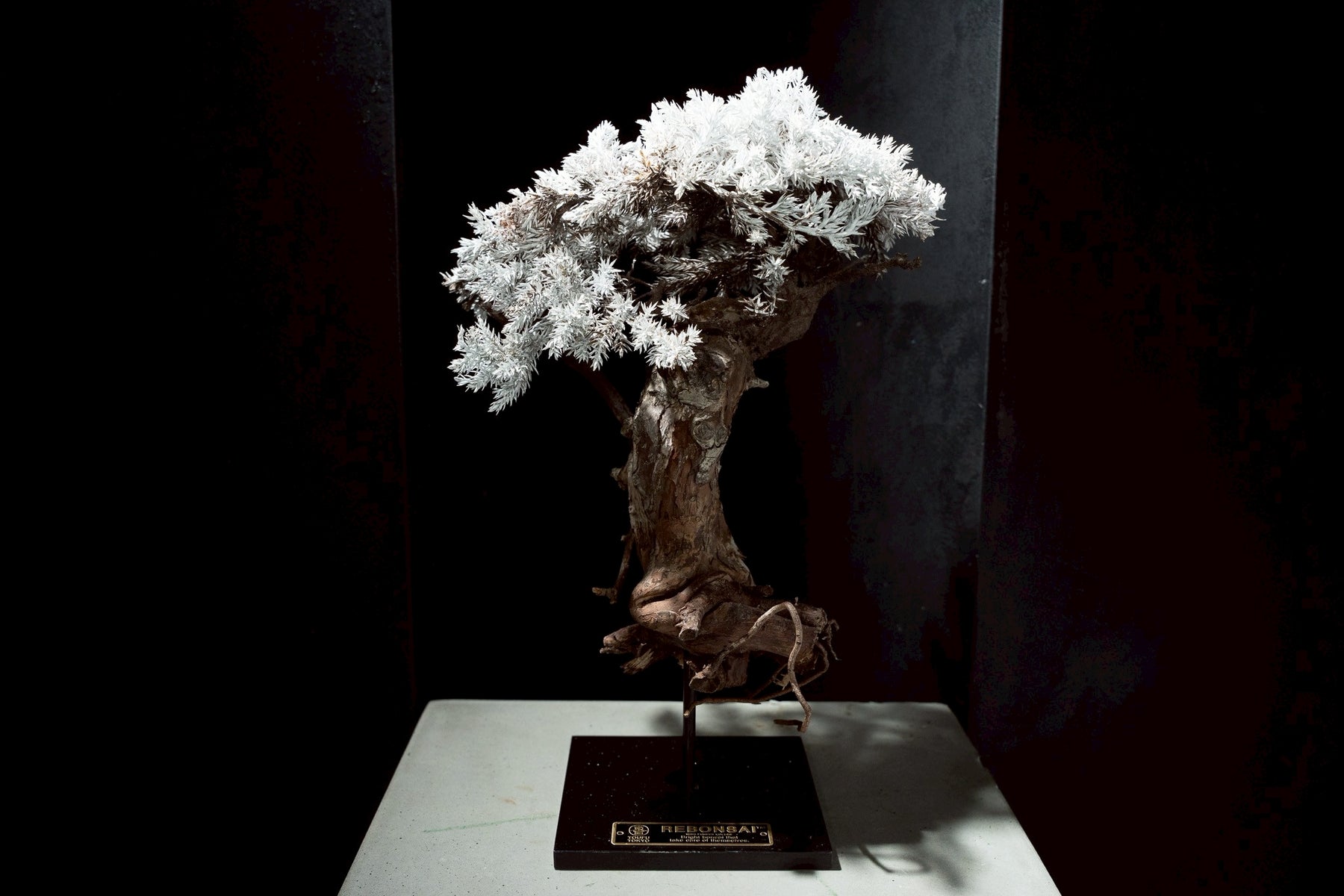 7/17 new RE BONSAI™️ STAND（白百合色）