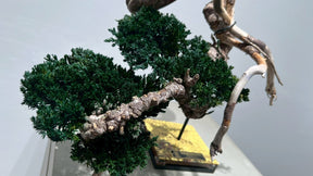 RE BONSAI™️（海松茶色）