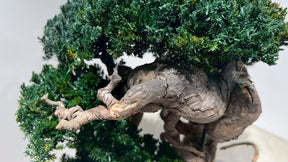 RE BONSAI™️（海松茶色）