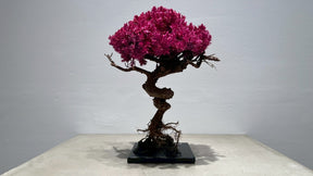 RE BONSAI™️（撫子色）