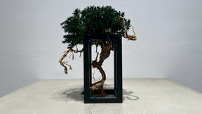 RE BONSAI™️ Frame(海松茶色）