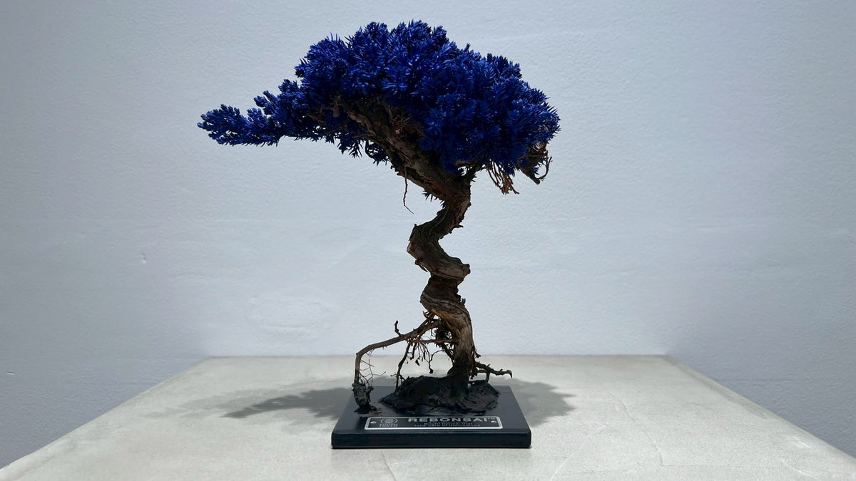 re盆栽　青　盆栽　TOUFU東京 ⋆ 