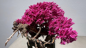 RE BONSAI™️ Frame(撫子色）