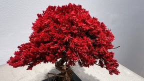 RE BONSAI™️（紅樺色）