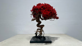 RE BONSAI™️（紅樺色）