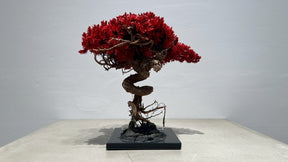 RE BONSAI™️（紅樺色）