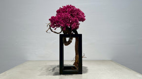 RE BONSAI™️ Frame(撫子色）