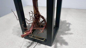 RE BONSAI™️ Frame(紺藍色）