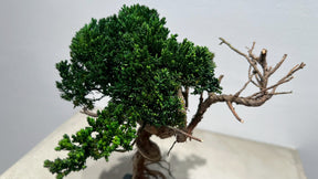 RE BONSAI™️（海松茶色）