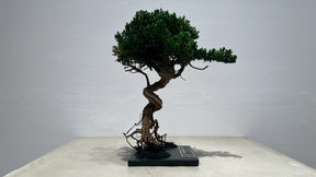 RE BONSAI™️（海松茶色）