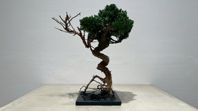 RE BONSAI™️（海松茶色）