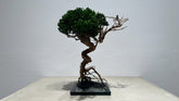 RE BONSAI™️（海松茶色）