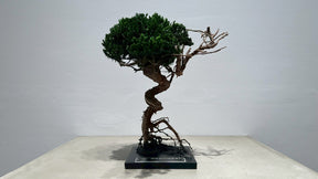 RE BONSAI™️（海松茶色）