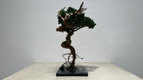 RE BONSAI™️（海松茶色）