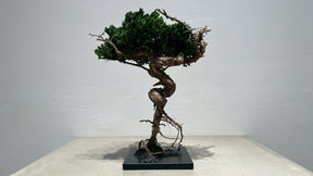 RE BONSAI™️（海松茶色）
