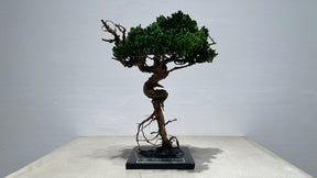 RE BONSAI™️（海松茶色）
