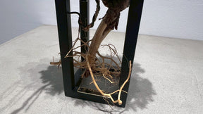 RE BONSAI™️ Frame(海松色）