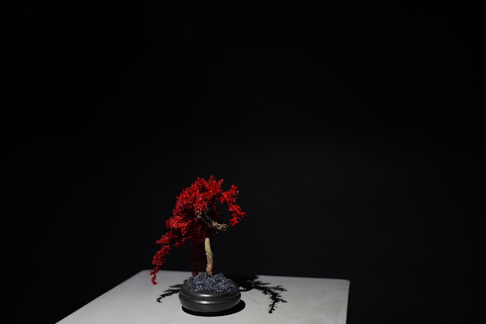 RE BONSAI™️（黒松・紅樺色）