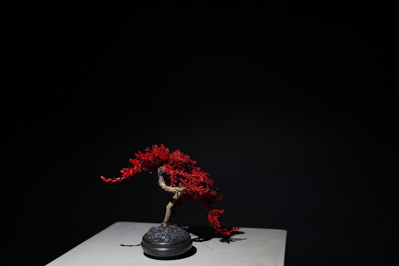 RE BONSAI™️（黒松・紅樺色）